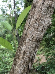 Tecoma castanifolia