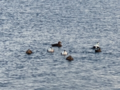 Somateria mollissima