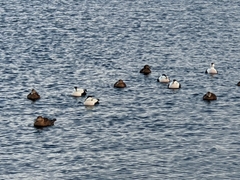 Somateria mollissima