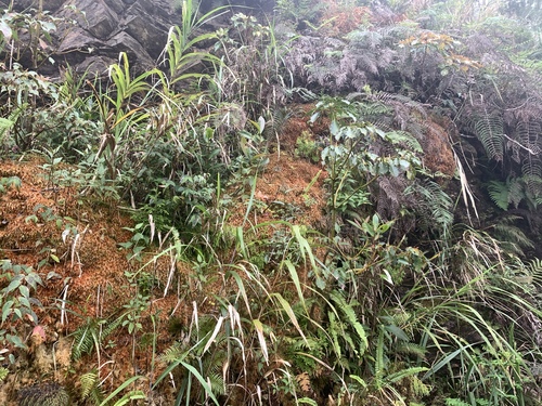 Image of Sphagnum junghuhnianum by (c) 呂一起(Lu i-chi), some rights reserved (CC BY)