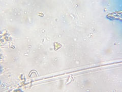 Tetraedron triangulare