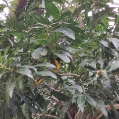 Oriolus xanthornus