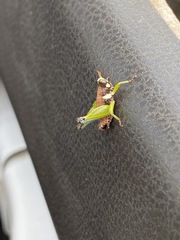 Lophothericles euchore