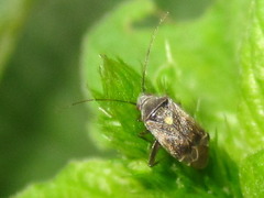 Polymerus cognatus