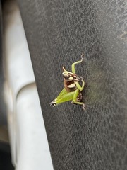 Lophothericles euchore