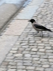 Corvus cornix