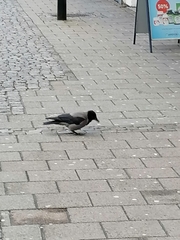 Corvus cornix