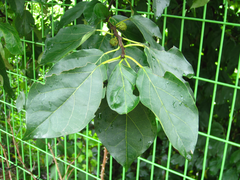 Maclura tricuspidata