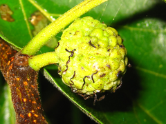 Maclura tricuspidata