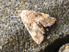 Elophila turbata