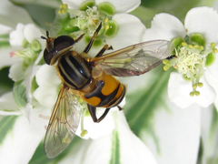 Mesembrius peregrinus