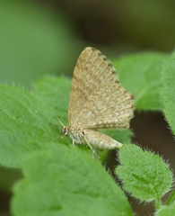 Euchoeca nebulata