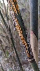 Stereostratum corticioides