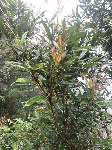 Lithocarpus dodonaeifolius, photograph 3