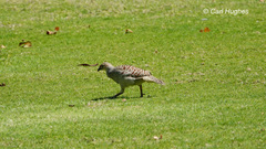 Ortygornis pondicerianus