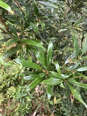 (c) 呂一起(Lyu yi-chi), some rights reserved (CC BY) Lithocarpus dodonaeifolius, photograph (c) 呂一起(Lyu yi-chi), some rights reserved (CC BY)