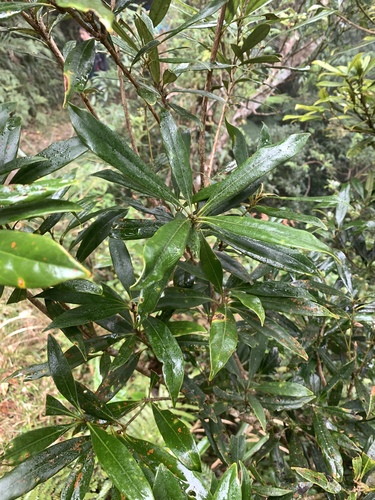 Lithocarpus dodonaeifolius, photograph 5
