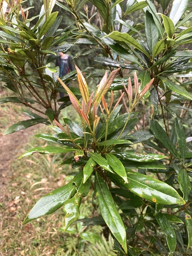 Lithocarpus dodonaeifolius, photograph 6