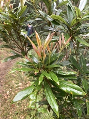 Lithocarpus dodonaeifolius, photograph (c) 呂一起(Lyu yi-chi), some rights reserved (CC BY)