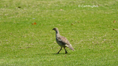 Ortygornis pondicerianus