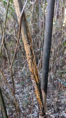 Stereostratum corticioides