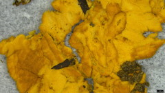 Stereostratum corticioides