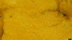 Stereostratum corticioides