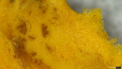 Stereostratum corticioides