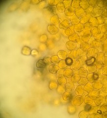 Stereostratum corticioides