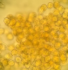 Stereostratum corticioides