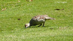 Ortygornis pondicerianus