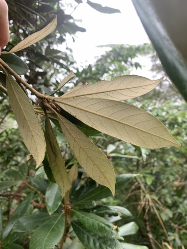 Image of Quercus championii by (c) 呂一起(Lu i-chi), some rights reserved (CC BY)
