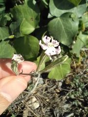 Silene sericea