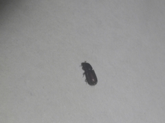 Cossoninae