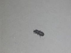Cossoninae