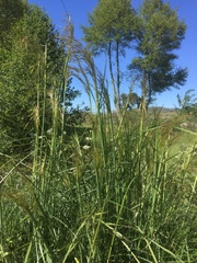 Celtica gigantea