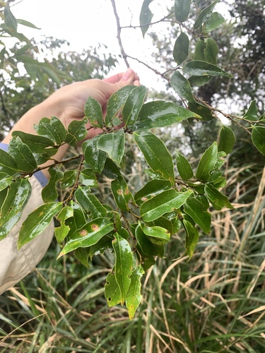 Castanopsis carlesii (Castanopsis carlesii)