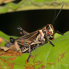 Chromacris nuptialis