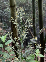 Blumea paniculata