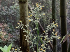 Blumea paniculata