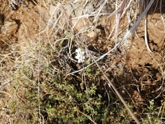 Jamesbrittenia filicaulis