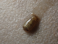 Lekanesphaera hookeri