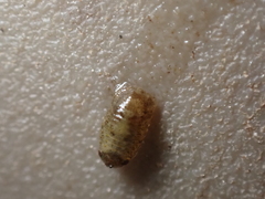 Lekanesphaera hookeri