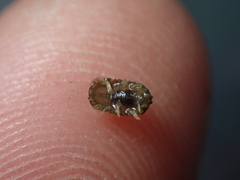 Lekanesphaera hookeri