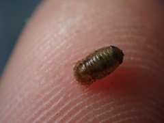 Lekanesphaera hookeri