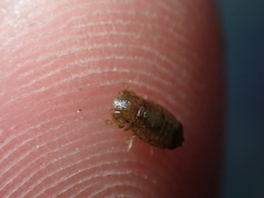 Lekanesphaera hookeri