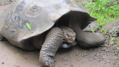 Chelonoidis niger chathamensis