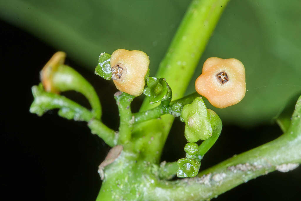 Siparuna thecaphora