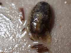 Lekanesphaera hookeri