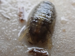 Lekanesphaera hookeri